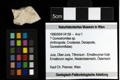 Foto (Objekt + Etiketten) von ? Goniodromites sp. 